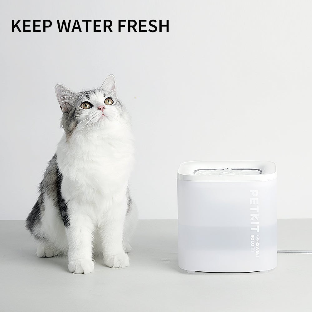 Cat beside the PETKIT EverSweet Solo SE pet water fountain